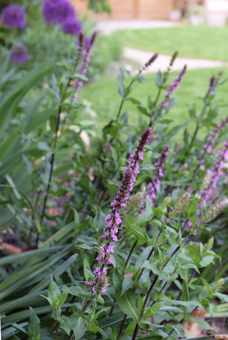 Pink form of Salvia cardonna